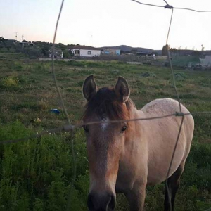 cheval