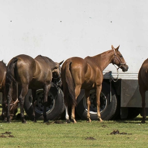 chevaux